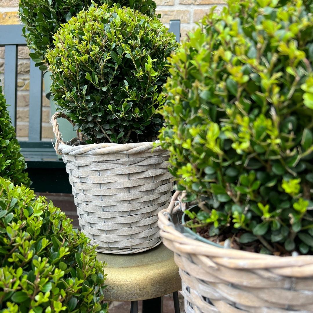 2x Ilex crenata 'Jenny' Zwiebel im Weidenkorb | 2er-Set | 20 cm Durchmesser