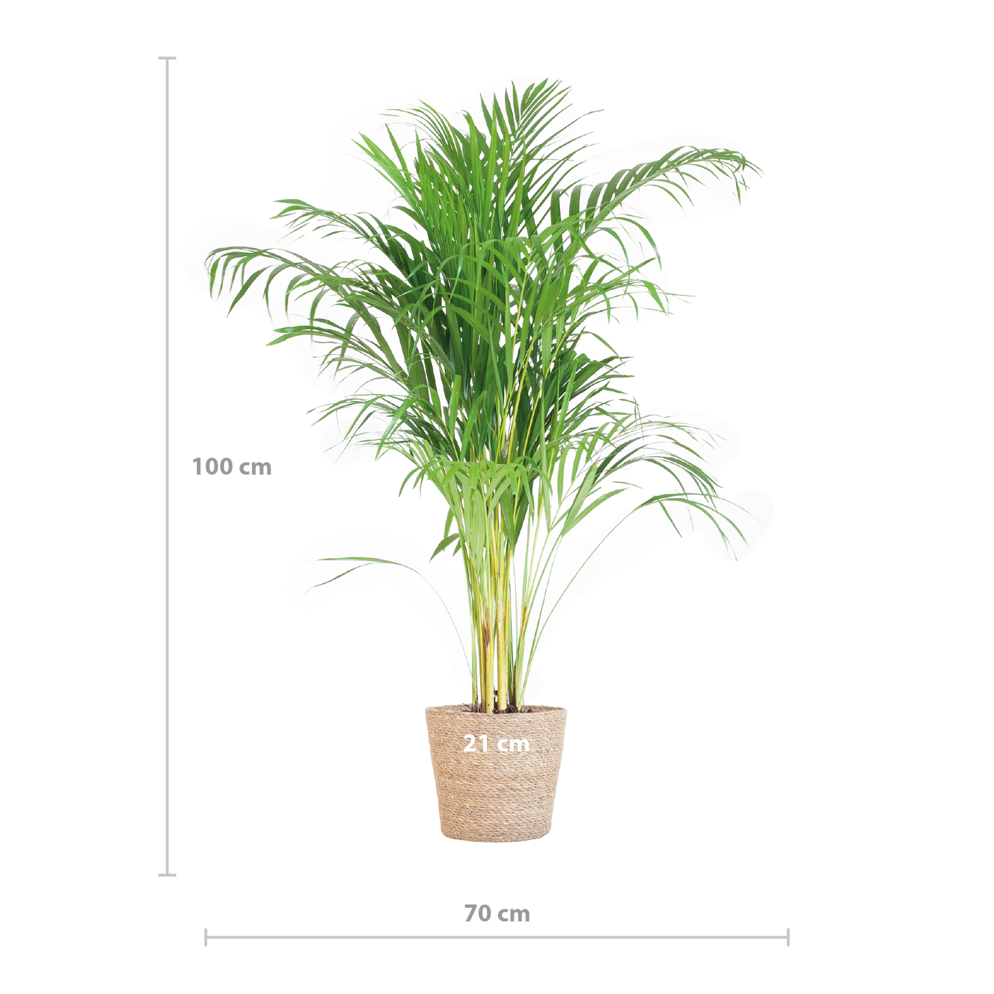 Areca-Palme (Dypsis) mit Sofia-Korb natürlich - 100cm - Ø21