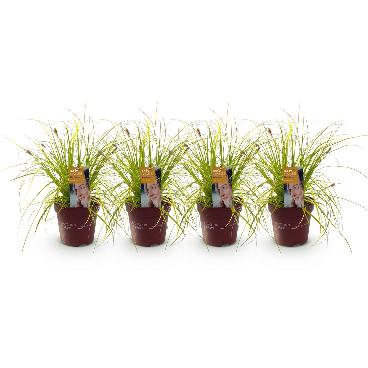 Green boutiQ – Ziergräser – Carex oshimensis Everillo – Gelb – 4 Pflanzen – Immergrün – Pflegeleicht – Topf 17 cm, Höhe 50 cm