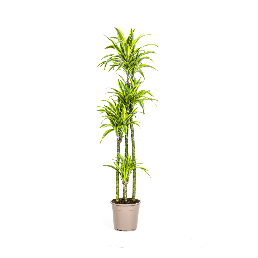 Dracaena Deremensis Zitrone Limette Ø27cm - ↕170 - 190cm