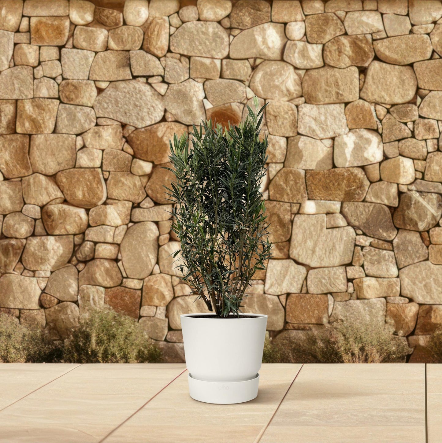 Nerium Oleander Strauch - 180cm - Ø40