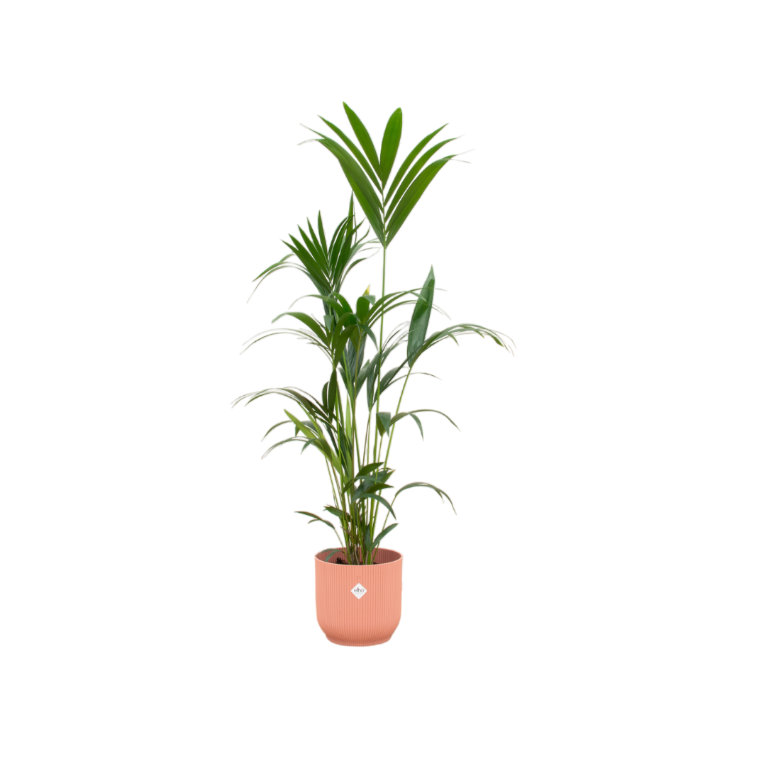 Kentia-Palme inkl. elho Vibes Fold Round rosa - 160cm - Ø30