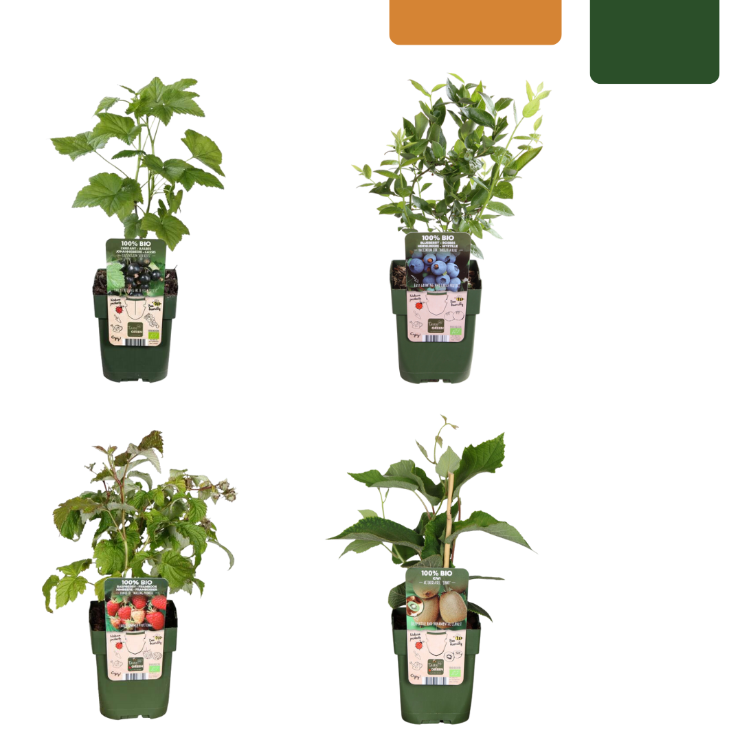 „Sommerfrüchte“ BIO Obstpflanzen-Mix-Set aus 4 verschiedenen Sorten