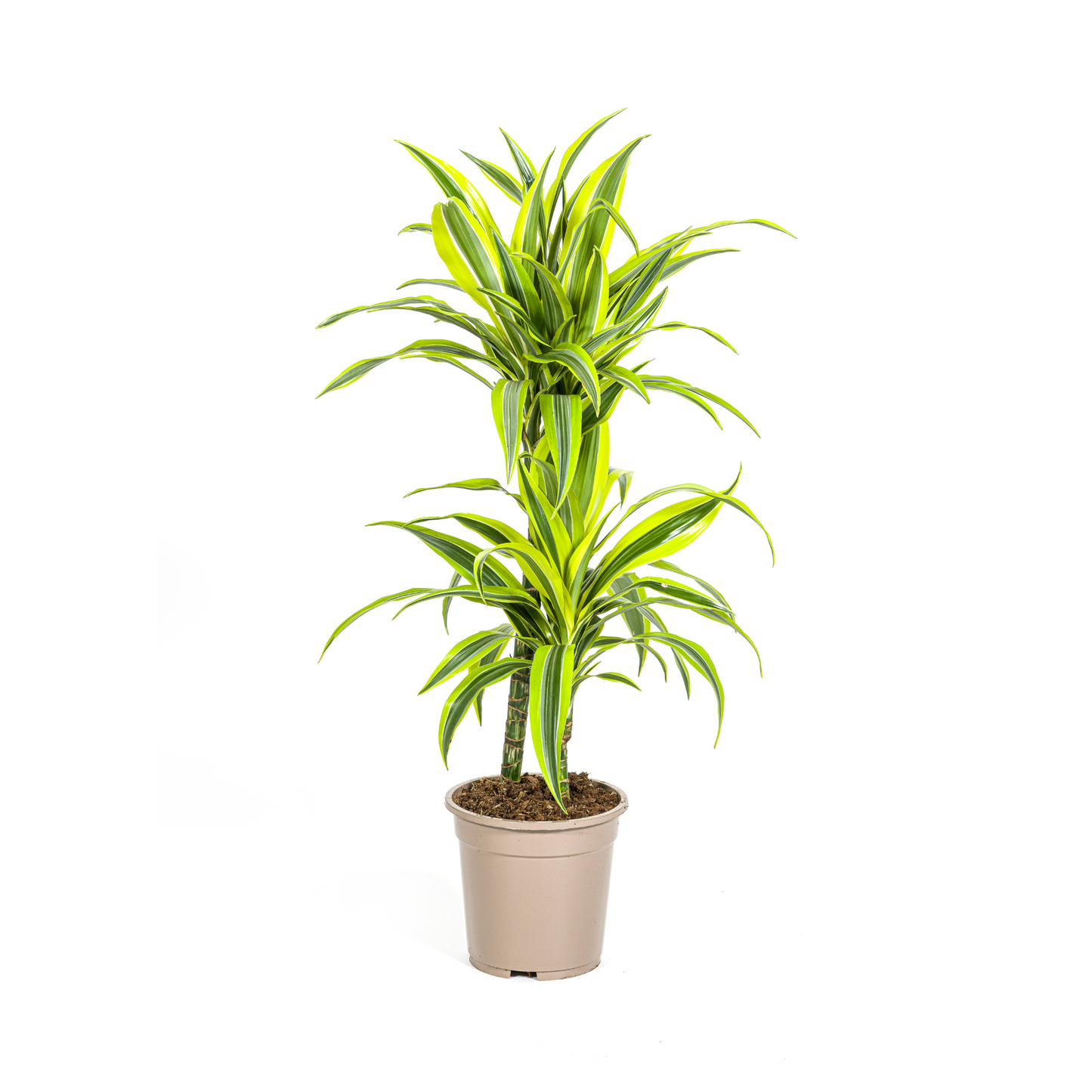 Dracaena Deremensis Zitrone Limette Ø19cm - ↕70 - 90cm