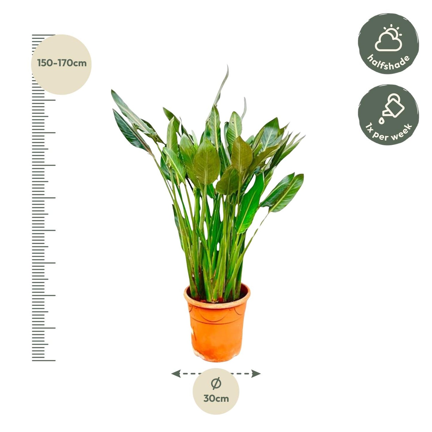 Strelitzia Reginae XL – 160 cm – ⌀30