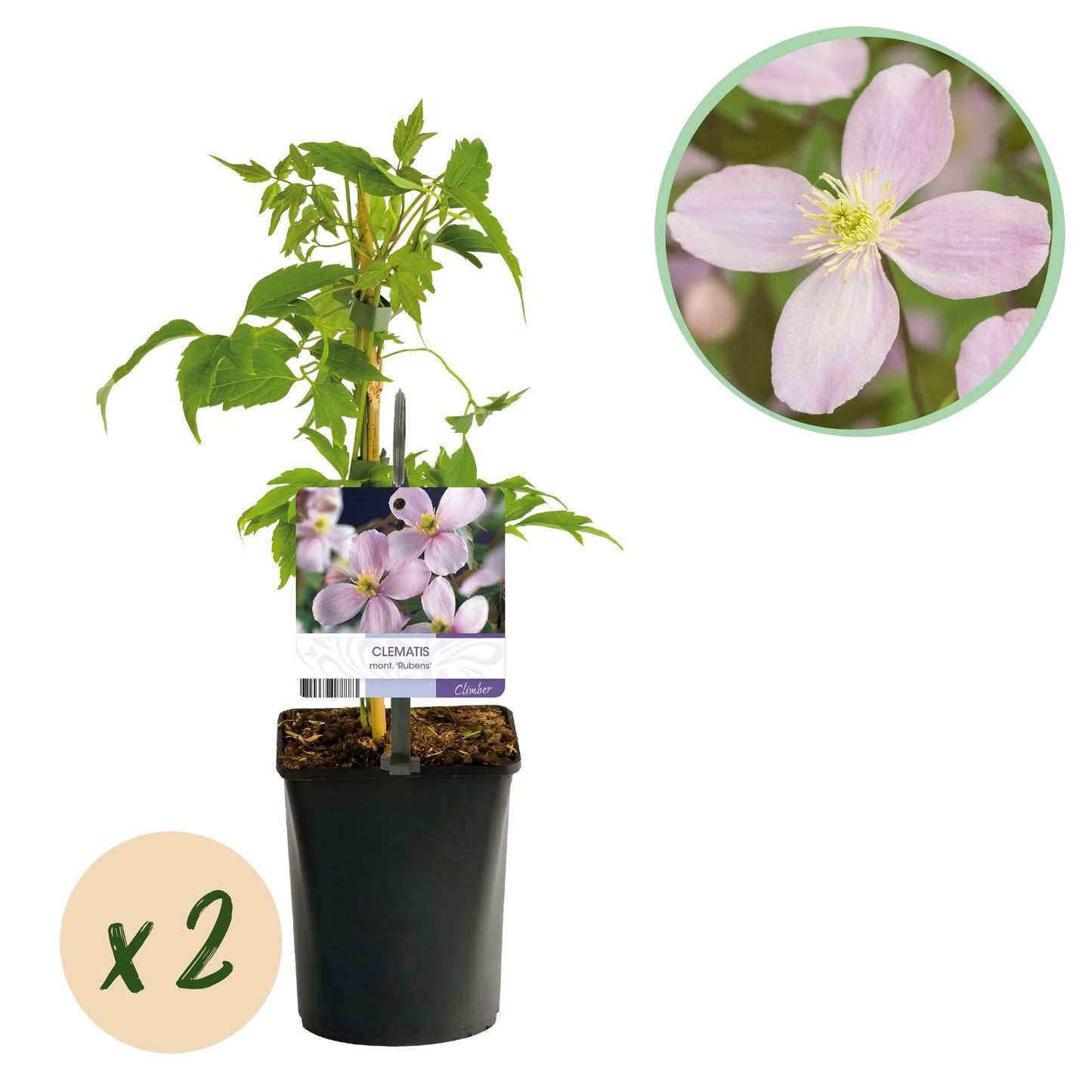 Green boutiQ – Kletterpflanze – Clematis montana Rubens – Blüte rosa – Frühblühend – Pflegeleicht – 2 Pflanzen – Topf 11 cm, Höhe 40 cm