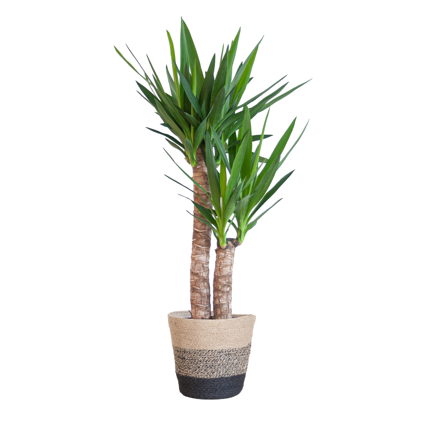 Yucca Elephantipes mit Korb Lisbon schwarz - 90cm - Ø21