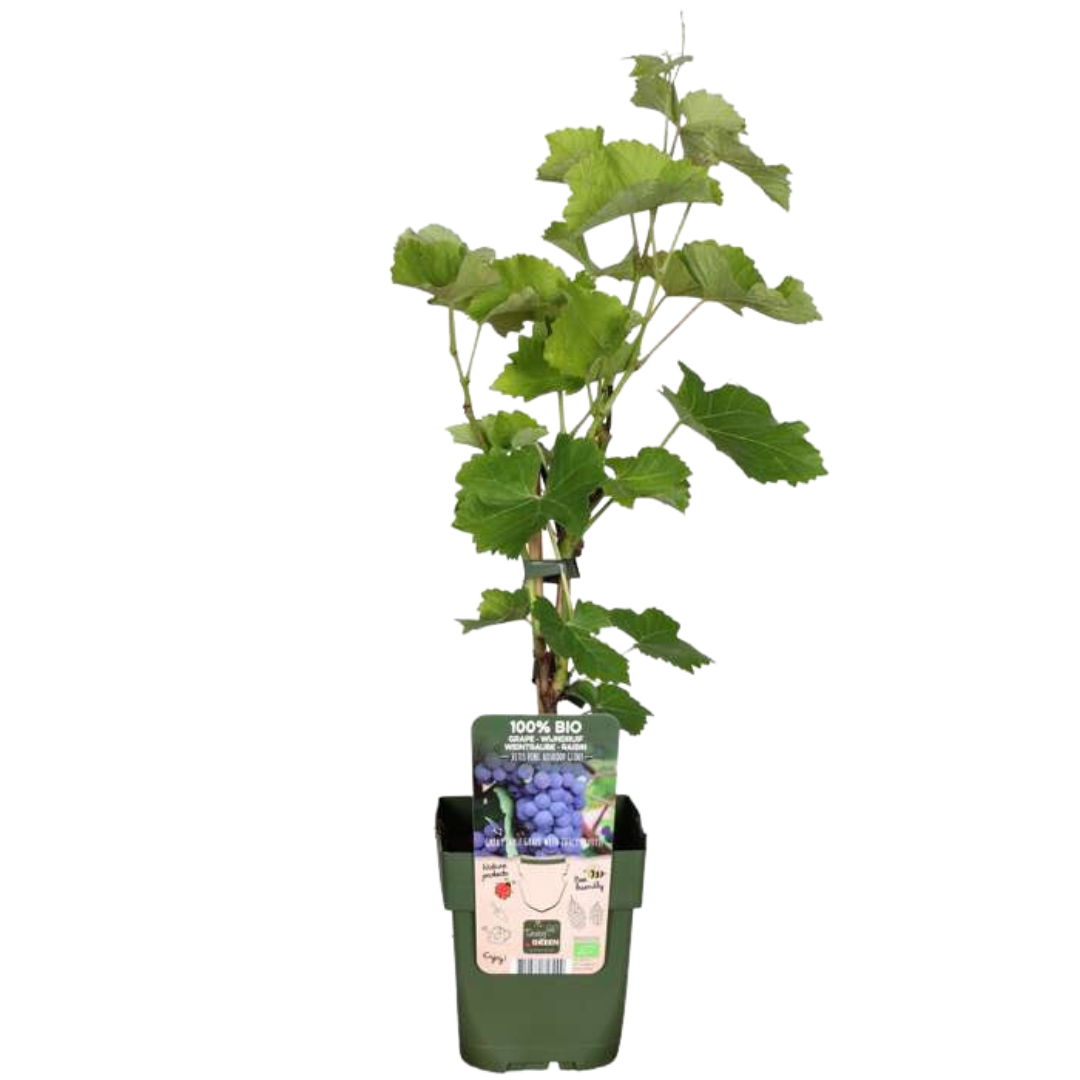 6 x Bio-Weinpflanzen - Ø 13 cm - ↨ 20 cm