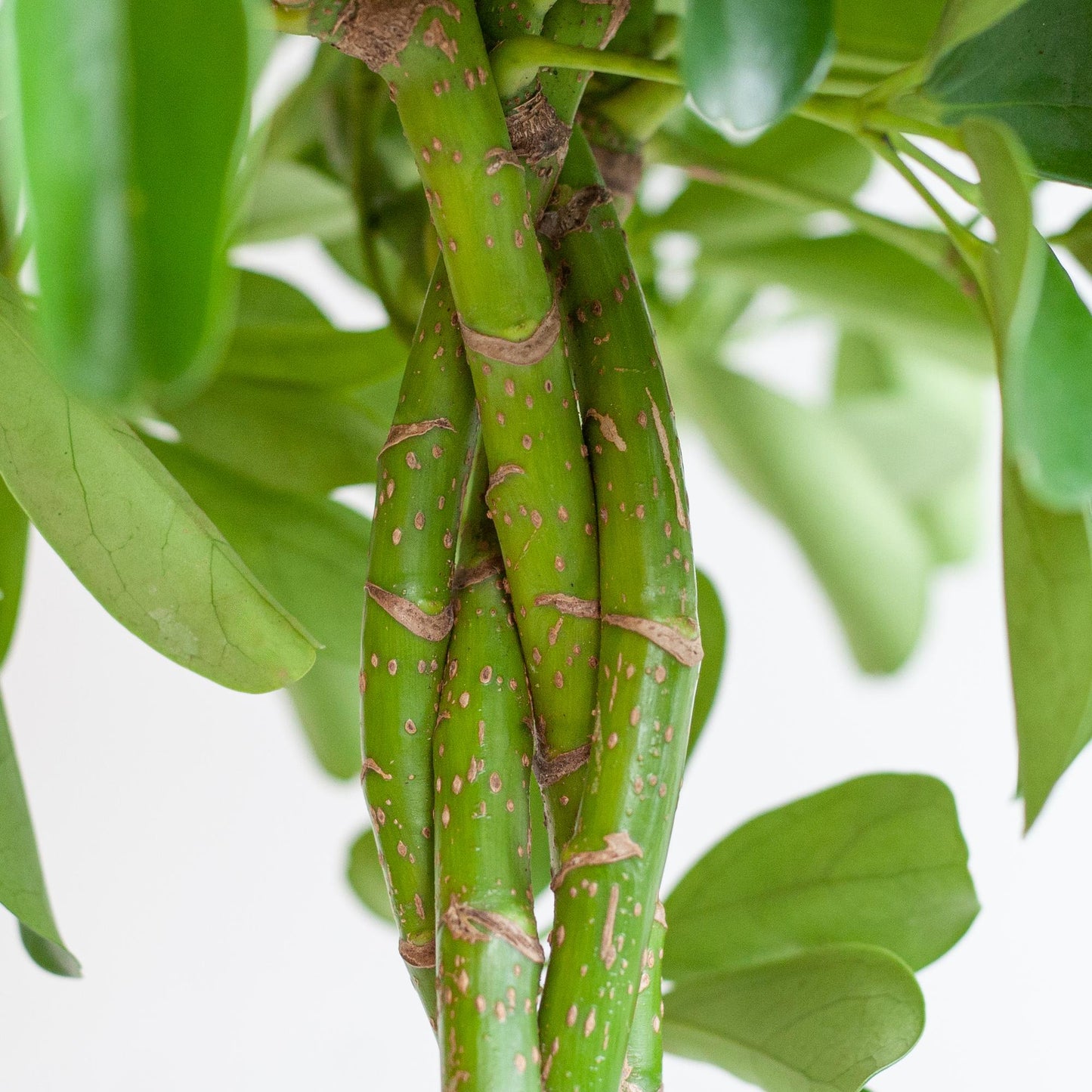 Schefflera Arab Nora mit Korb Lissabon schwarz - 70cm - Ø21