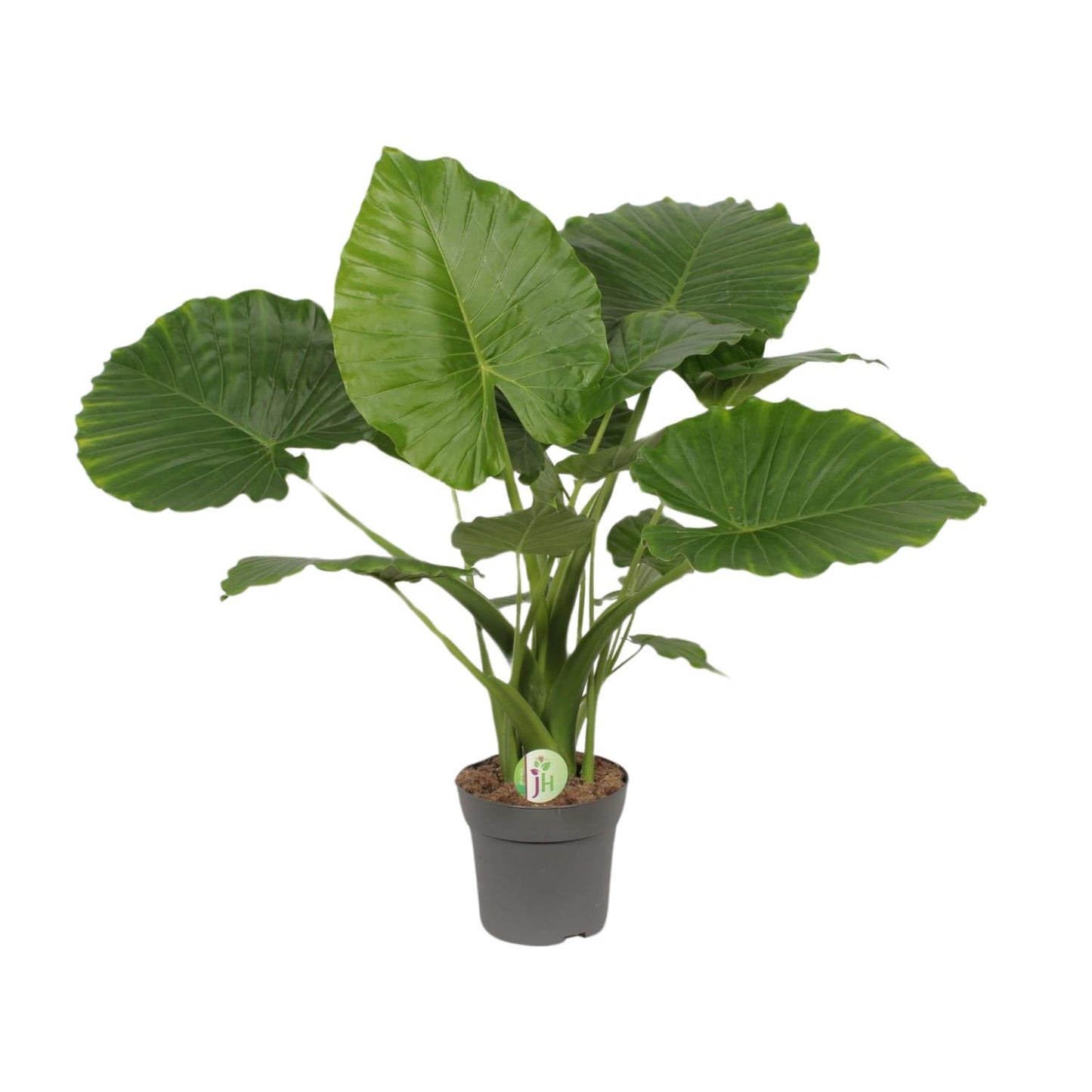 Alocasia Gageana Kalifornien – Ø21cm – ↕80cm