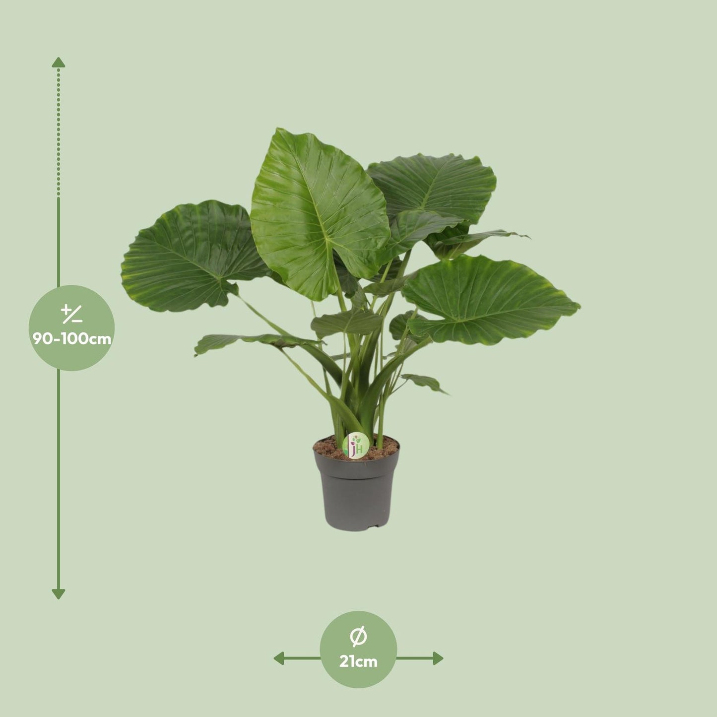 Alocasia Gageana Kalifornien – Ø21cm – ↕80cm