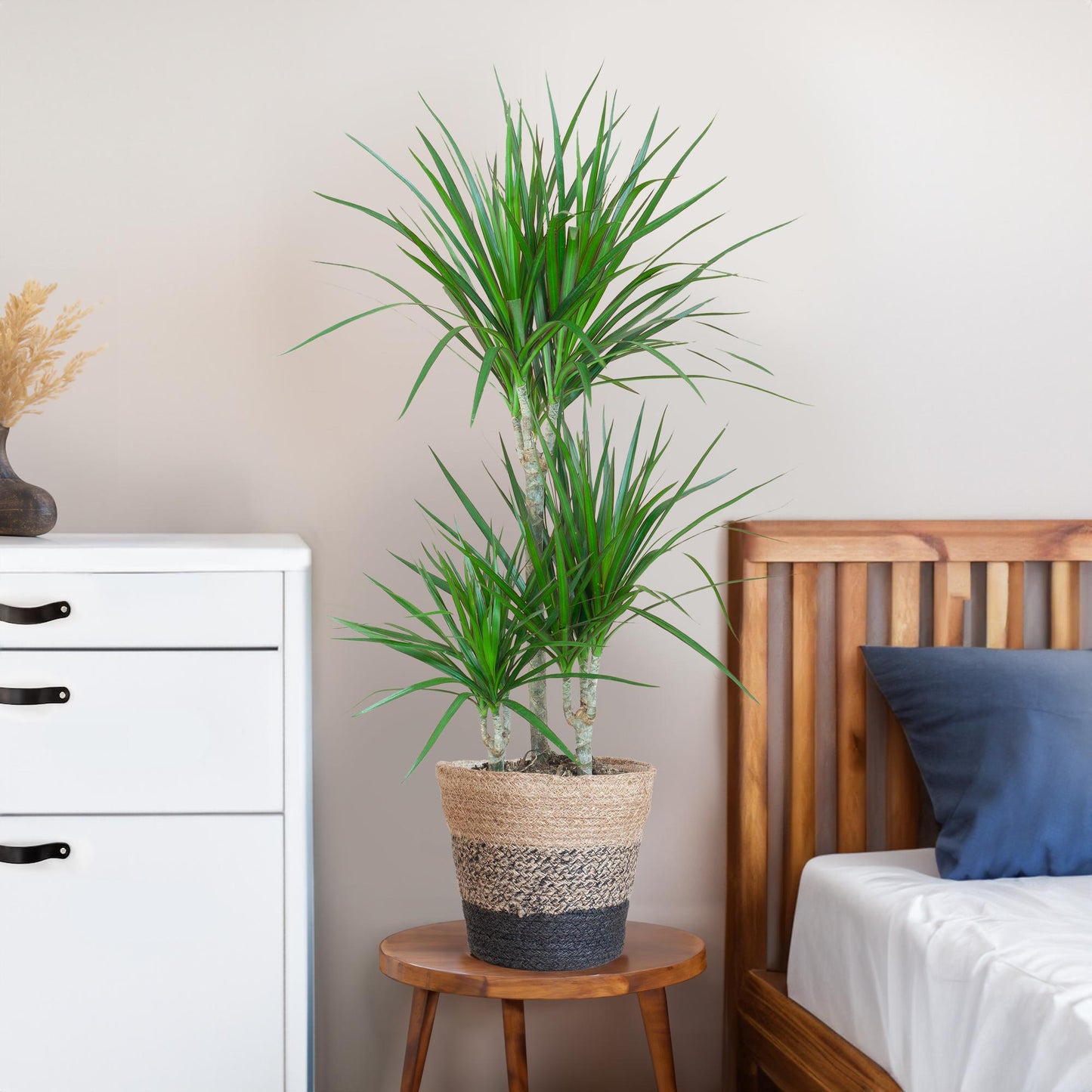 Dracaena Marginata mit Lisbon-Korb schwarz - 95cm - Ø21