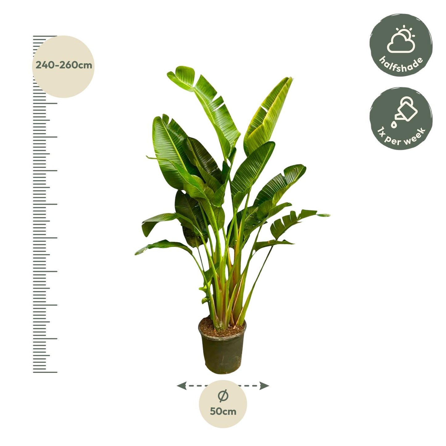 Strelitzia Augusta Mehrstamm XXL - 250 cm - ø30-40