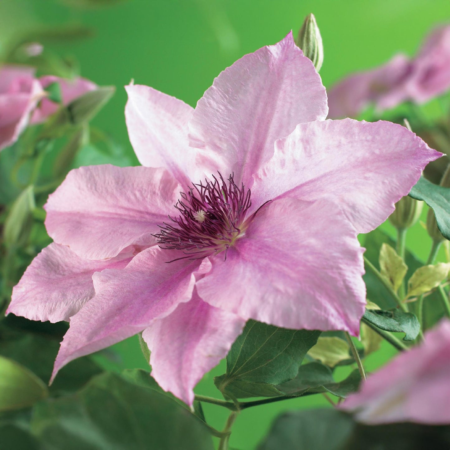 Green boutiQ – Kletterpflanze – Clematis Pink Fantasy – Blüte Pink – Pflegeleicht – 2 Pflanzen – Topf 11 cm, Höhe 40 cm