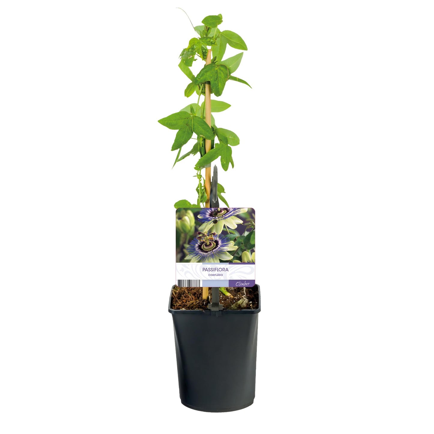 Green boutiQ – Passionsblume – Passiflora caerulea – Blüte blau mit grün-weiß – pflegeleicht – 2 Pflanzen – Topf 11 cm, Höhe 40 cm
