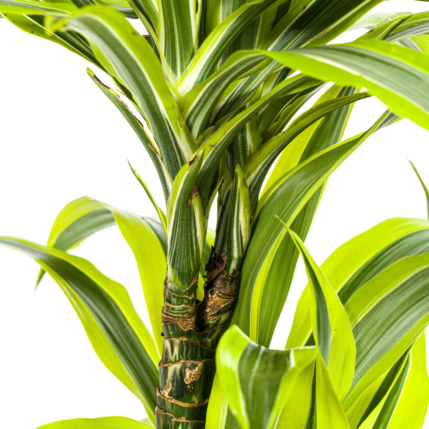 Dracaena Deremensis Zitrone Limette Ø19cm - ↕70 - 90cm