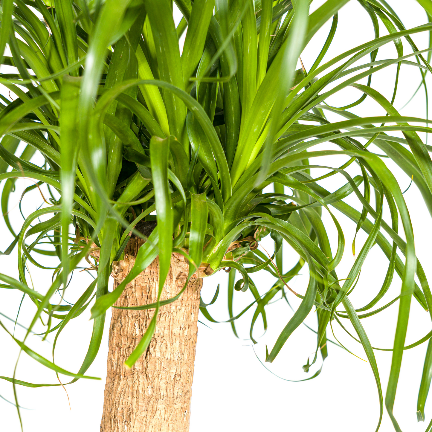 Beaucarnea Recurvata Stamm Ø24cm - ↕80 - 100cm