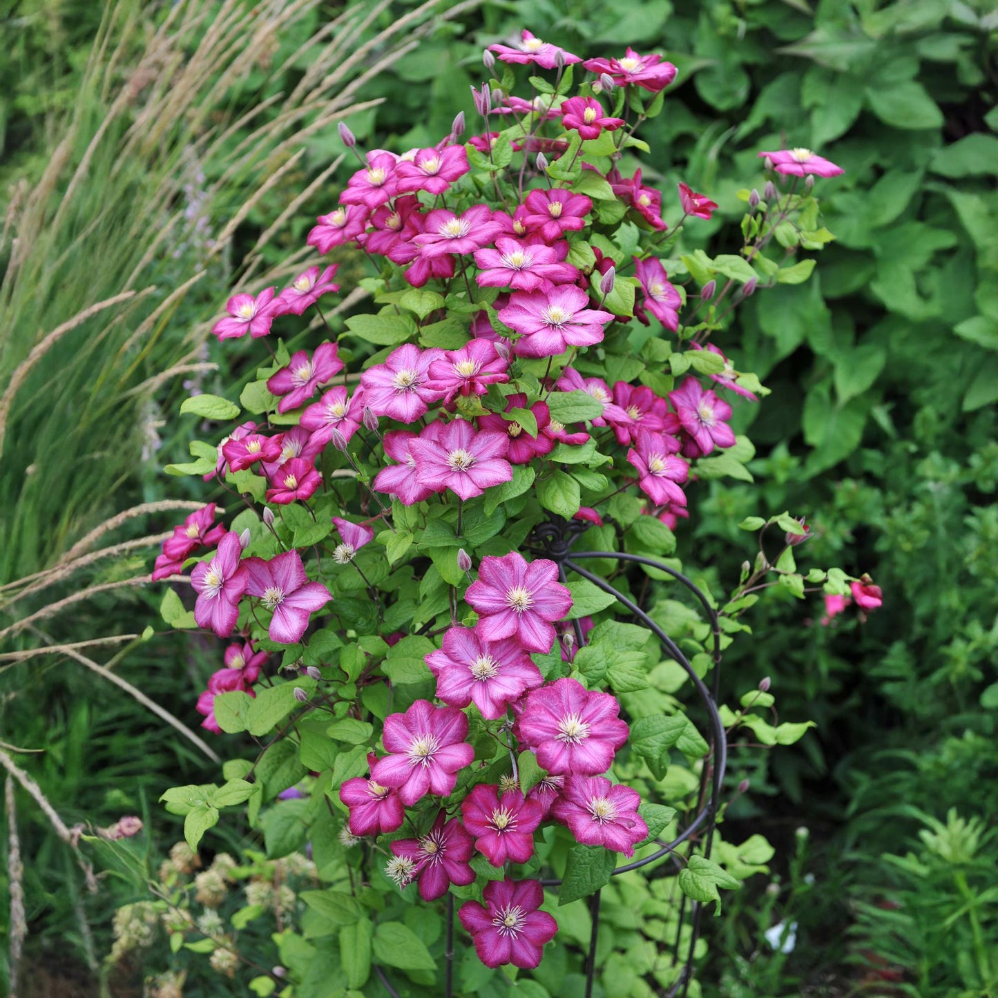 Green boutiQ – Kletterpflanze – Clematis Ville de Lyon – Blüte rosa – pflegeleicht – 2 Pflanzen – Topf 11 cm, Höhe 40 cm