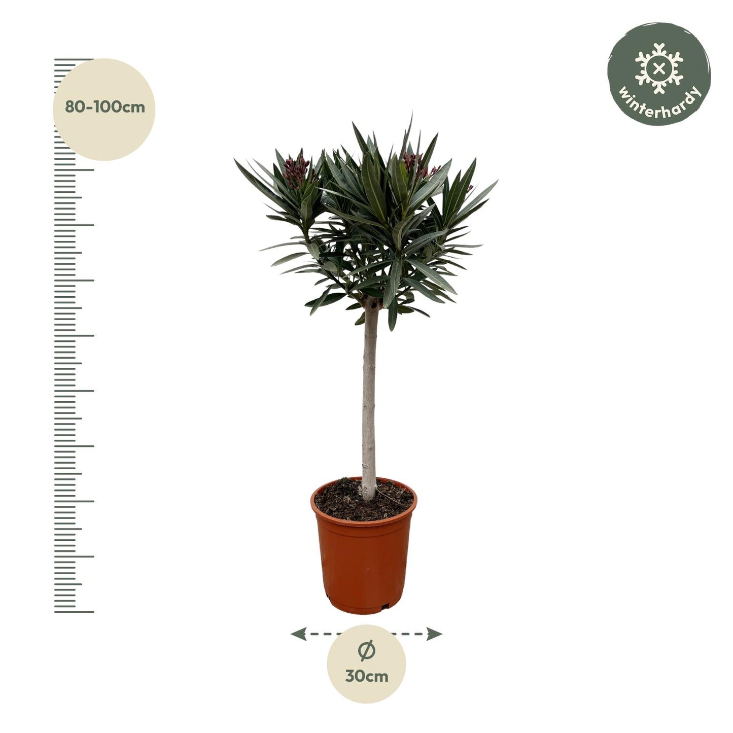 Nerium Oleander auf Stiel mit weißer Blüte - 90cm - Ø22
