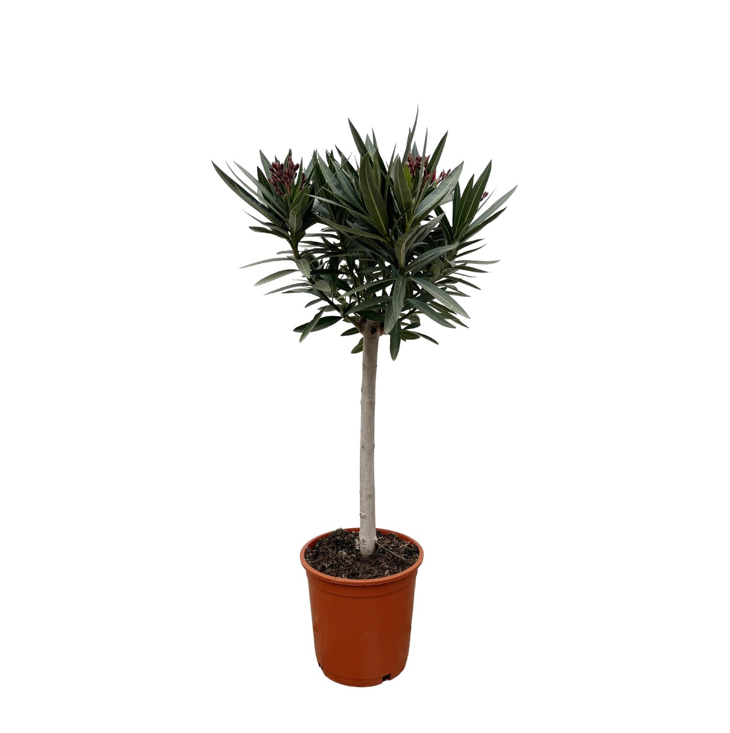 Nerium Oleander auf Stiel mit weißer Blüte - 90cm - Ø22