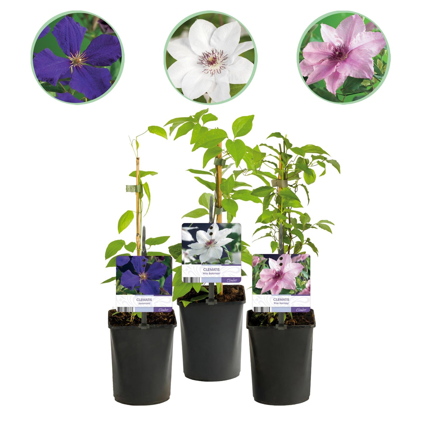 Green boutiQ – Kletterpflanze – Clematis Tricolore – Blüte Rosa Weiß Lila – Pflegeleicht – 3 Pflanzen – Topf 11 cm, Höhe 40 cm
