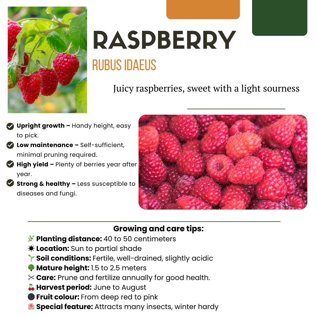 „Sommerfrüchte“ BIO Obstpflanzen-Mix-Set aus 4 verschiedenen Sorten