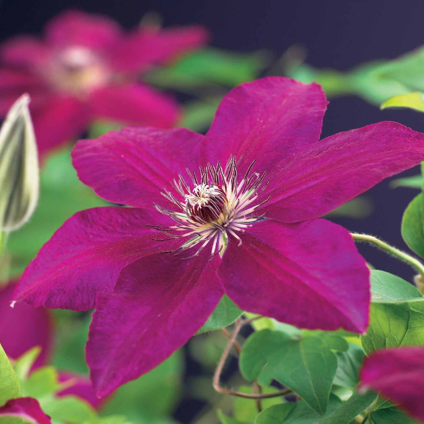 Green boutiQ – Kletterpflanze – Clematis Westerplatte – Rote Blüte – Pflegeleicht – 2 Pflanzen – Topf 11 cm, Höhe 40 cm