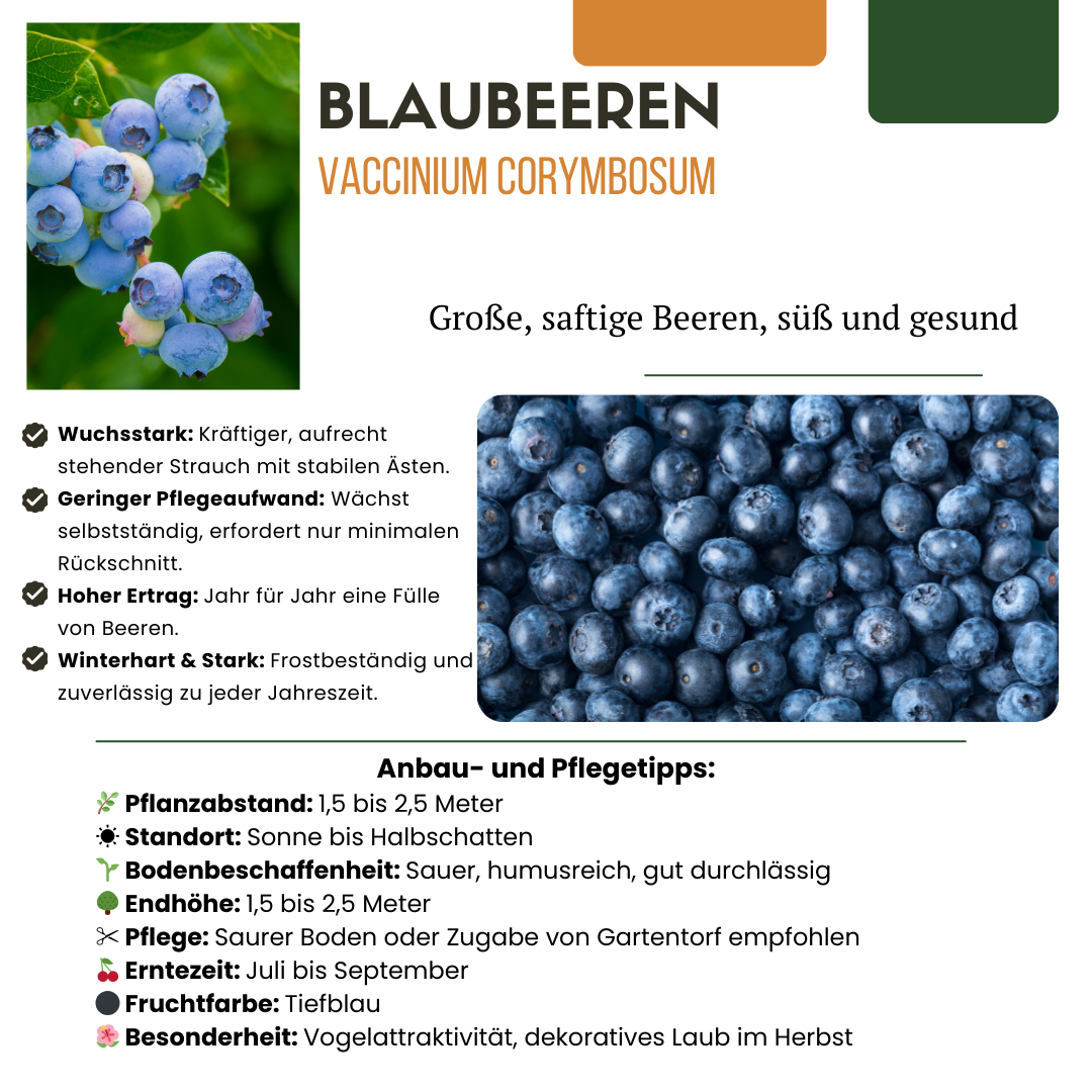 6 x Heidelbeerpflanzen BIO - Ø 13 cm - ↨ 20 cm