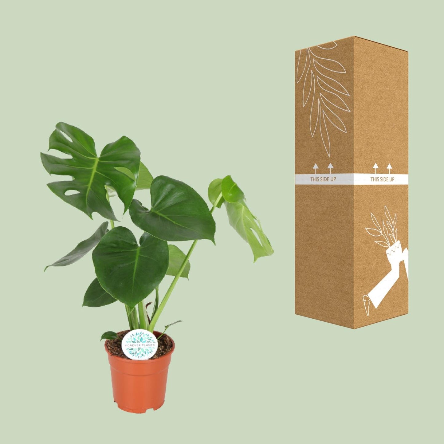 Monstera Deliciosa - Ø17cm - ↕55cm