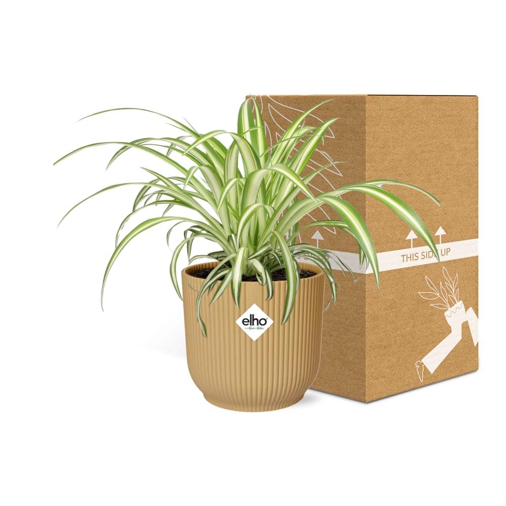 Chlorophytum Comosum Variegatum in ELHO Vibes Fold 14cm gelb
