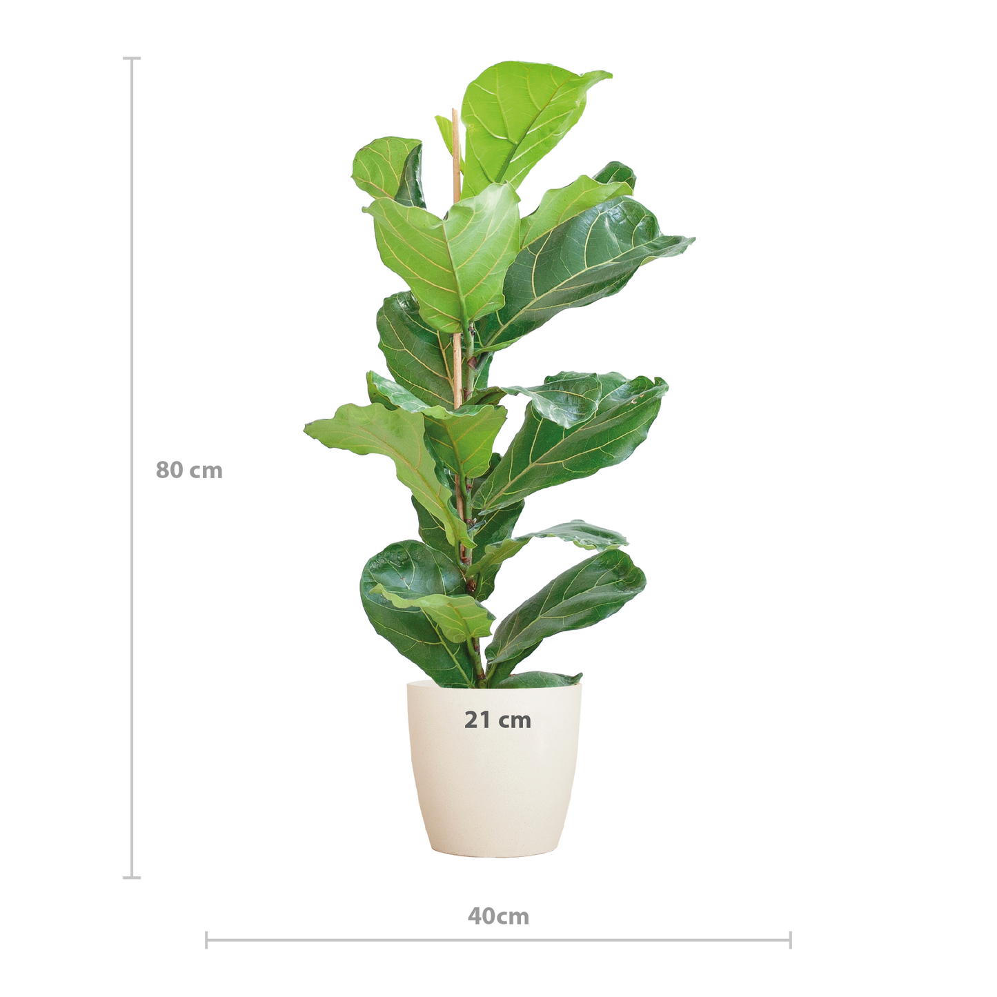 Ficus Lyrata mit Viber-Topf weiß - 80cm - Ø21