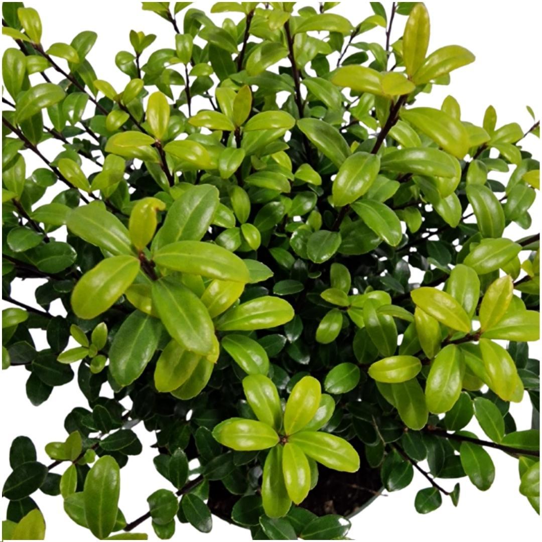 Pflanzen von Frank - 1 Meter Stechpalmenhecke - Ilex crenata 'Jenny'® - 6er Set winterharte Heckenpflanzen - Immergrüne Hecke - Frisch aus der Gärtnerei geliefert