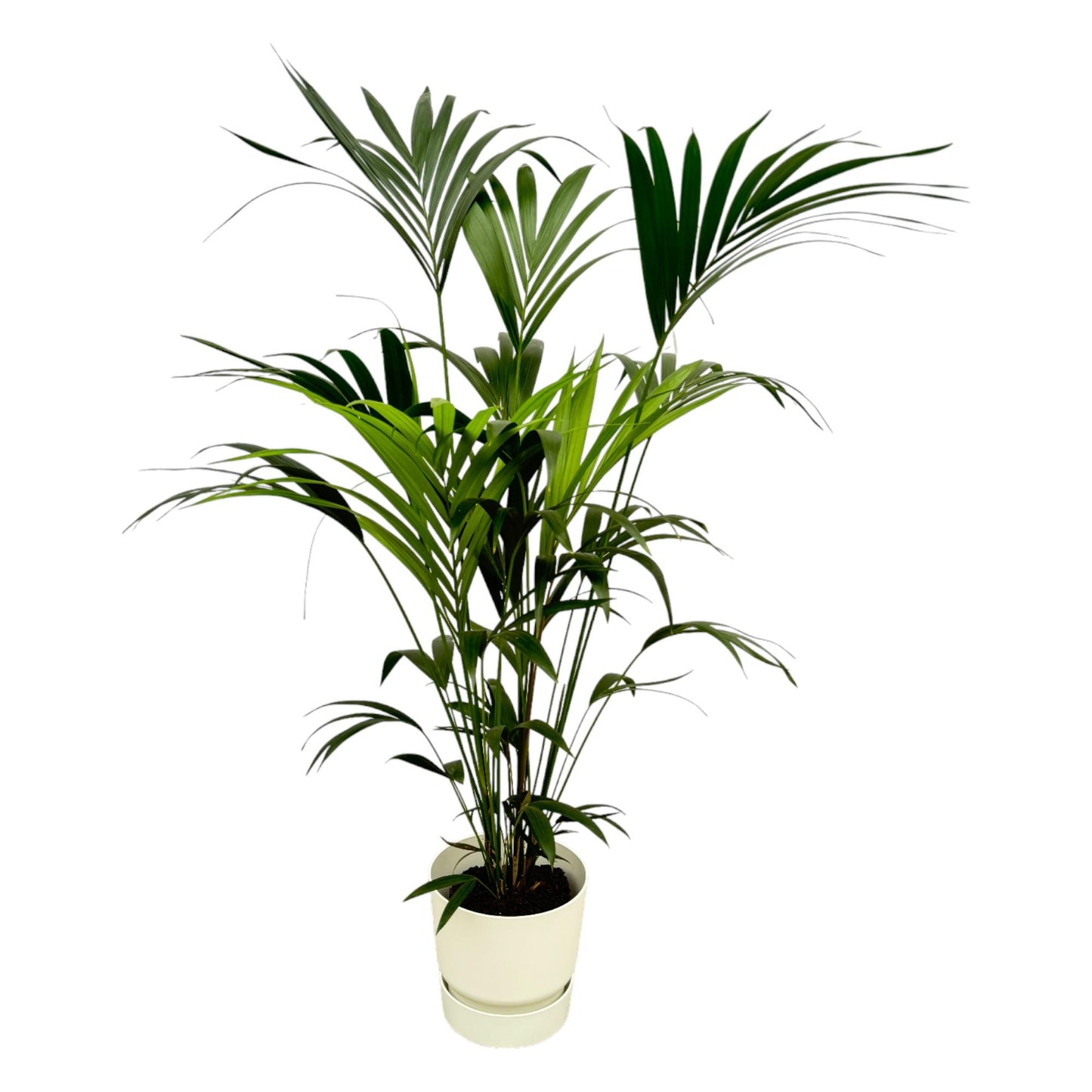 Kentiapalme inkl. Elho Greenville rund weiß - 160cm - Ø30