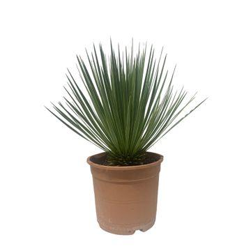 Yucca Rostrata – 60 cm – ø24 cm