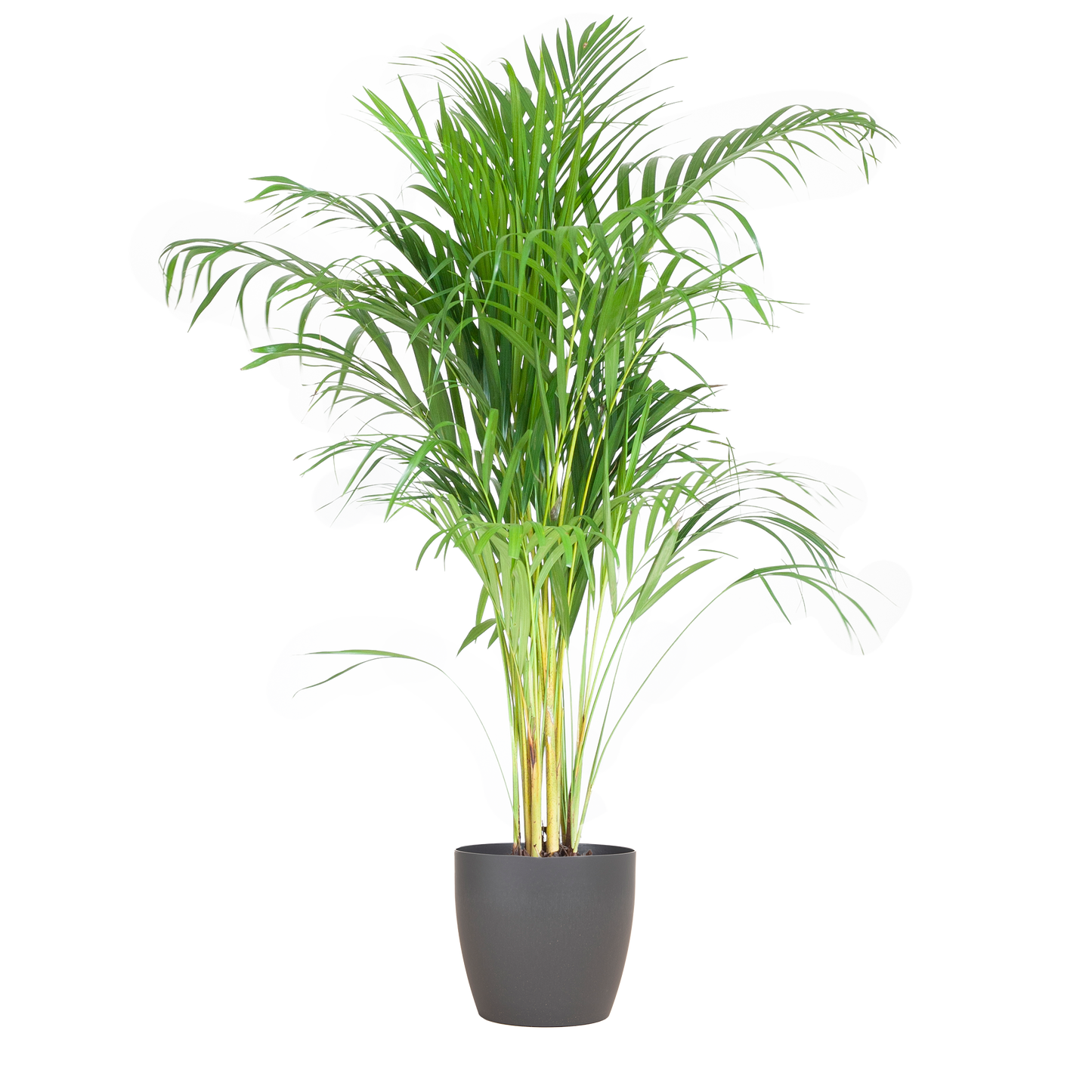 Areca-Palme (Dypsis) mit Viber Grijs - 100cm - Ø21