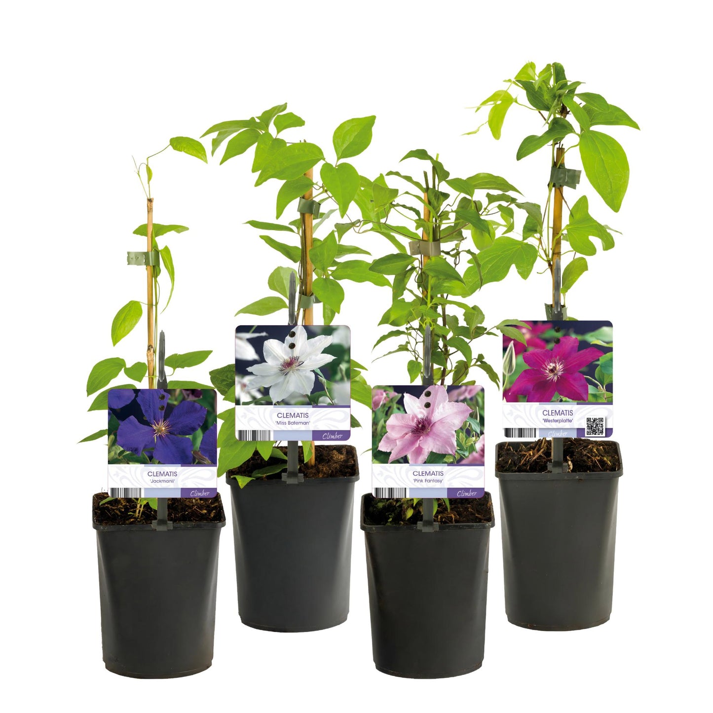 Green boutiQ – Kletterpflanze – Clematis Rainbow – Blüte rosa weiß lila rot – pflegeleicht – 4 Pflanzen – Topf 11 cm, Höhe 40 cm
