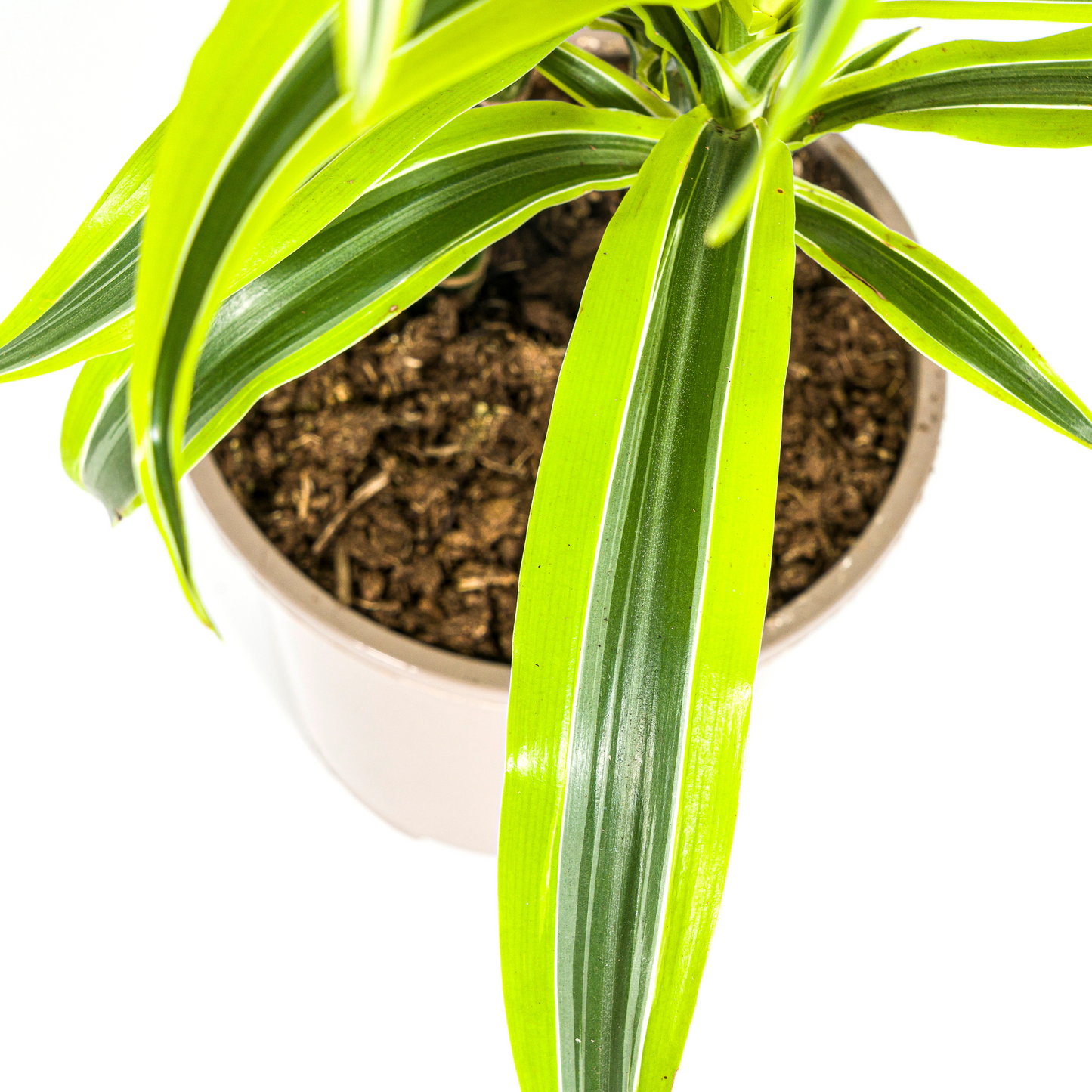 Dracaena Deremensis Zitrone Limette Ø19cm - ↕70 - 90cm