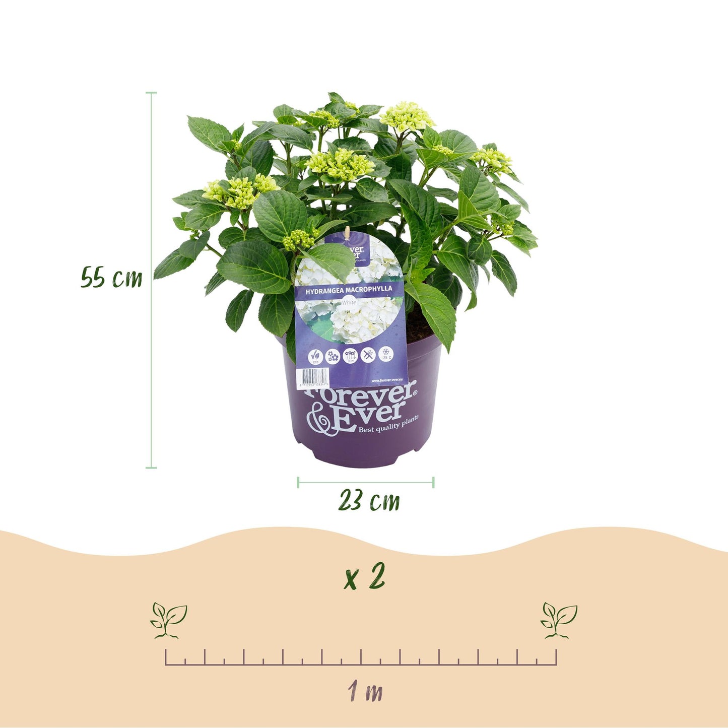 Green boutiQ – Terrassenpflanze – Hortensie – Hydrangea Forever & Ever – Weiß – 7–12 Blüten – 2 Pflanzen – Topf 23 cm, Höhe 55 cm