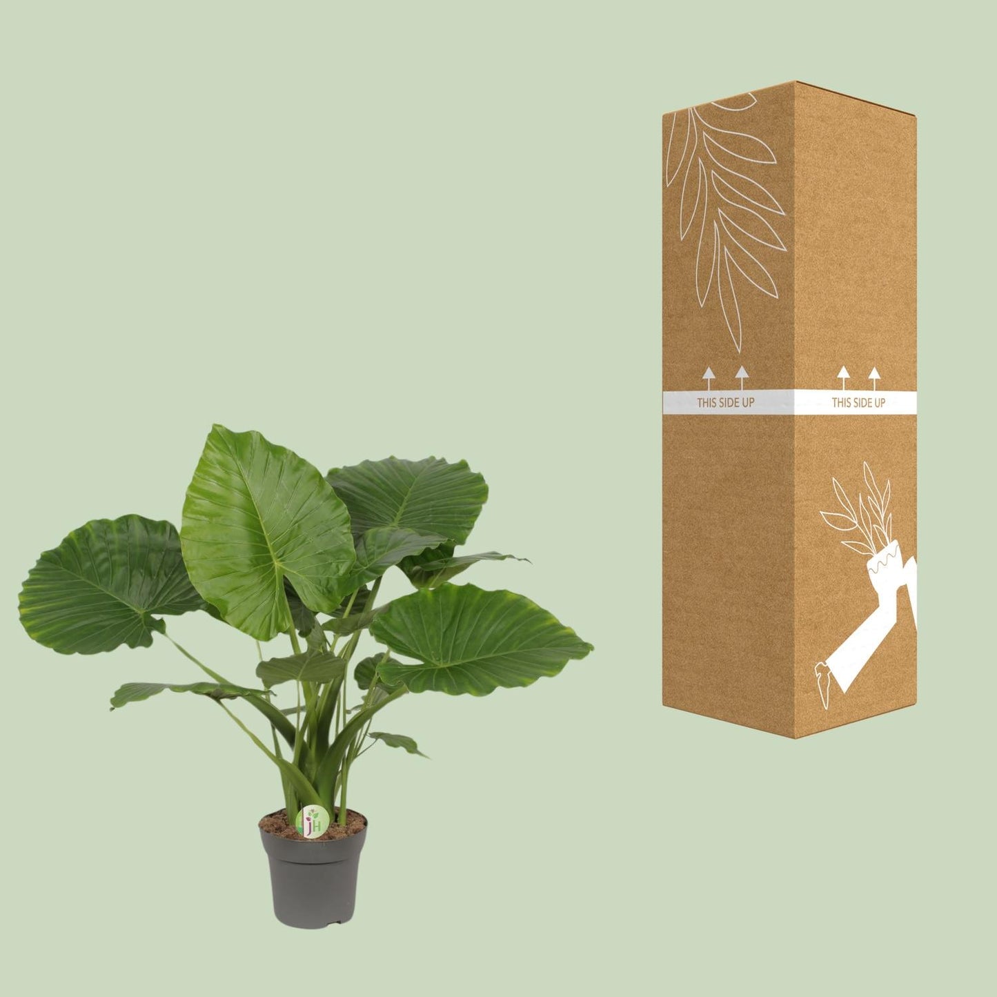 Alocasia Gageana Kalifornien – Ø21cm – ↕80cm