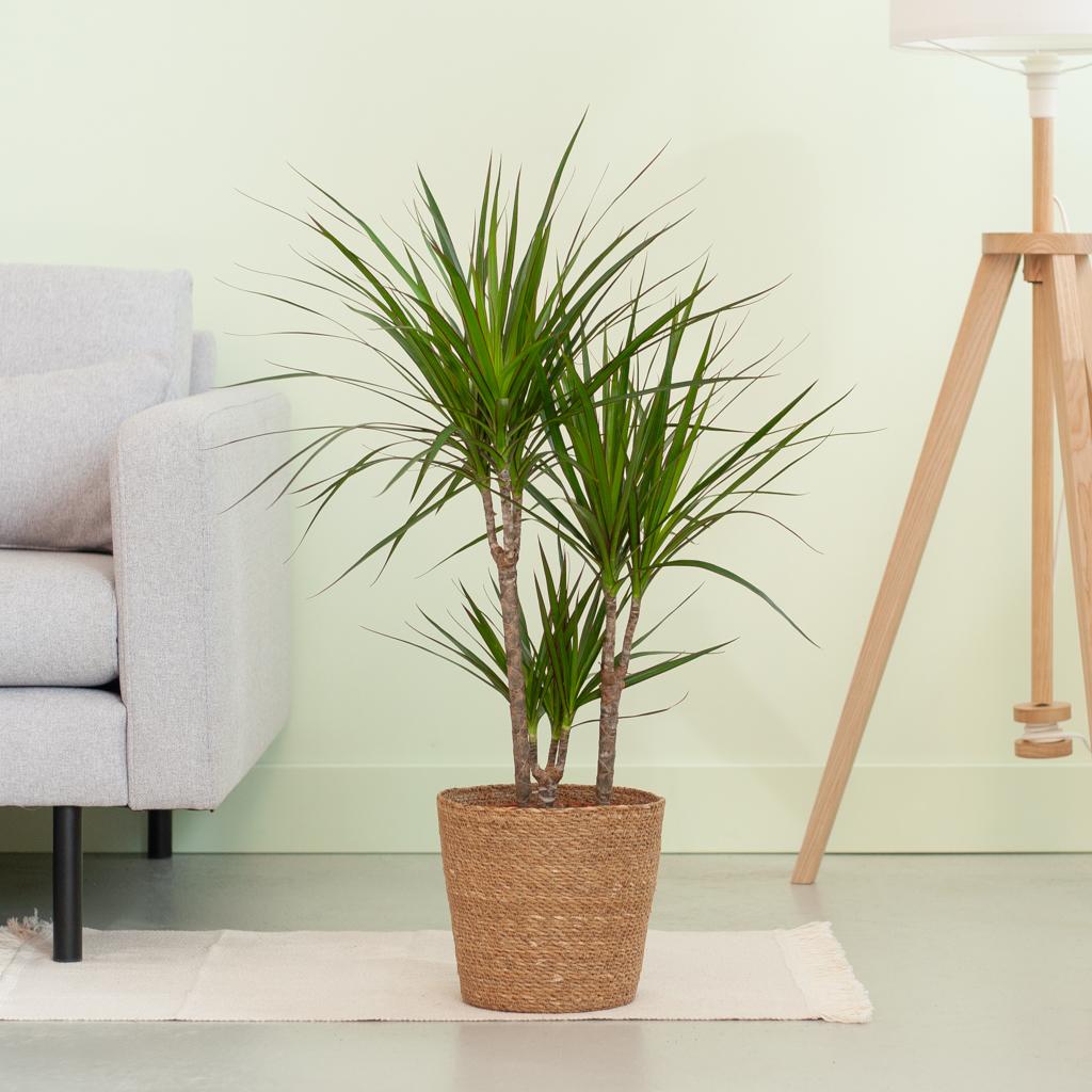 Dracaena Marginata mit Naturkorb - 95cm - Ø21