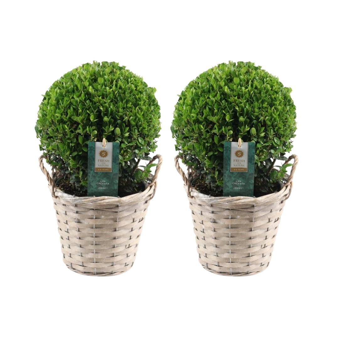2x Ilex crenata 'Jenny' Zwiebel im Weidenkorb | 2er-Set | 20 cm Durchmesser