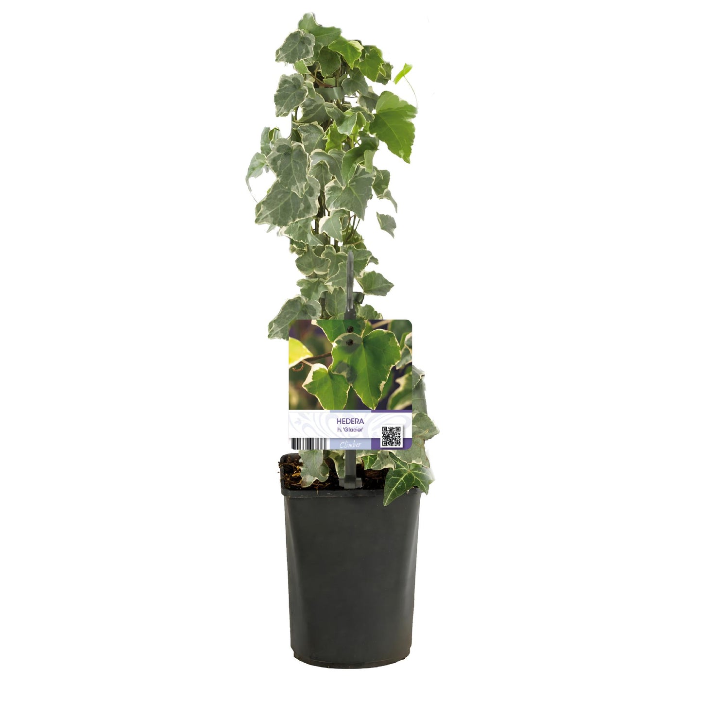 Green boutiQ – Kletterpflanze – Hedera helix Glacier – Blatt bunt – Immergrün – 2 Pflanzen – Topf 11 cm, Höhe 40 cm