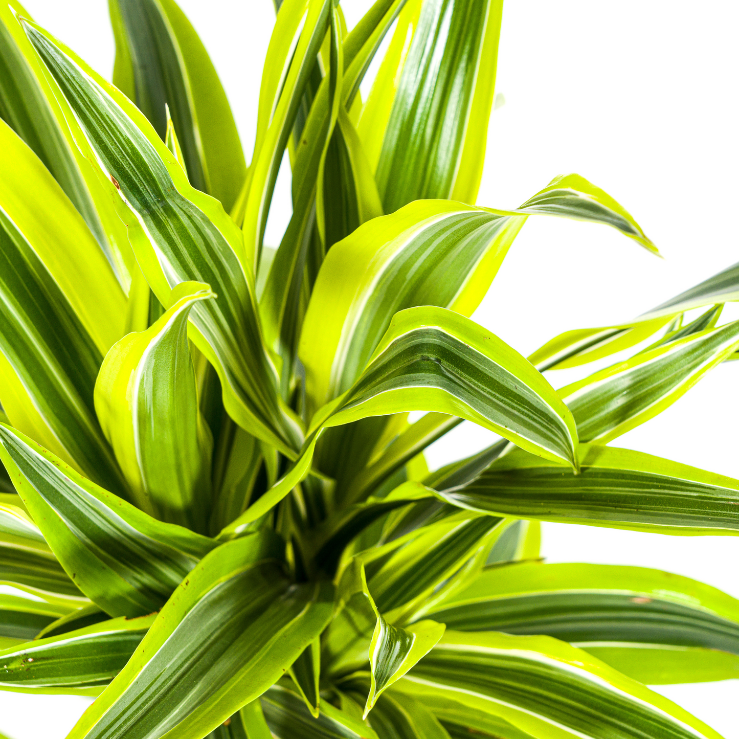 Dracaena Deremensis Zitrone Limette Ø19cm - ↕70 - 90cm