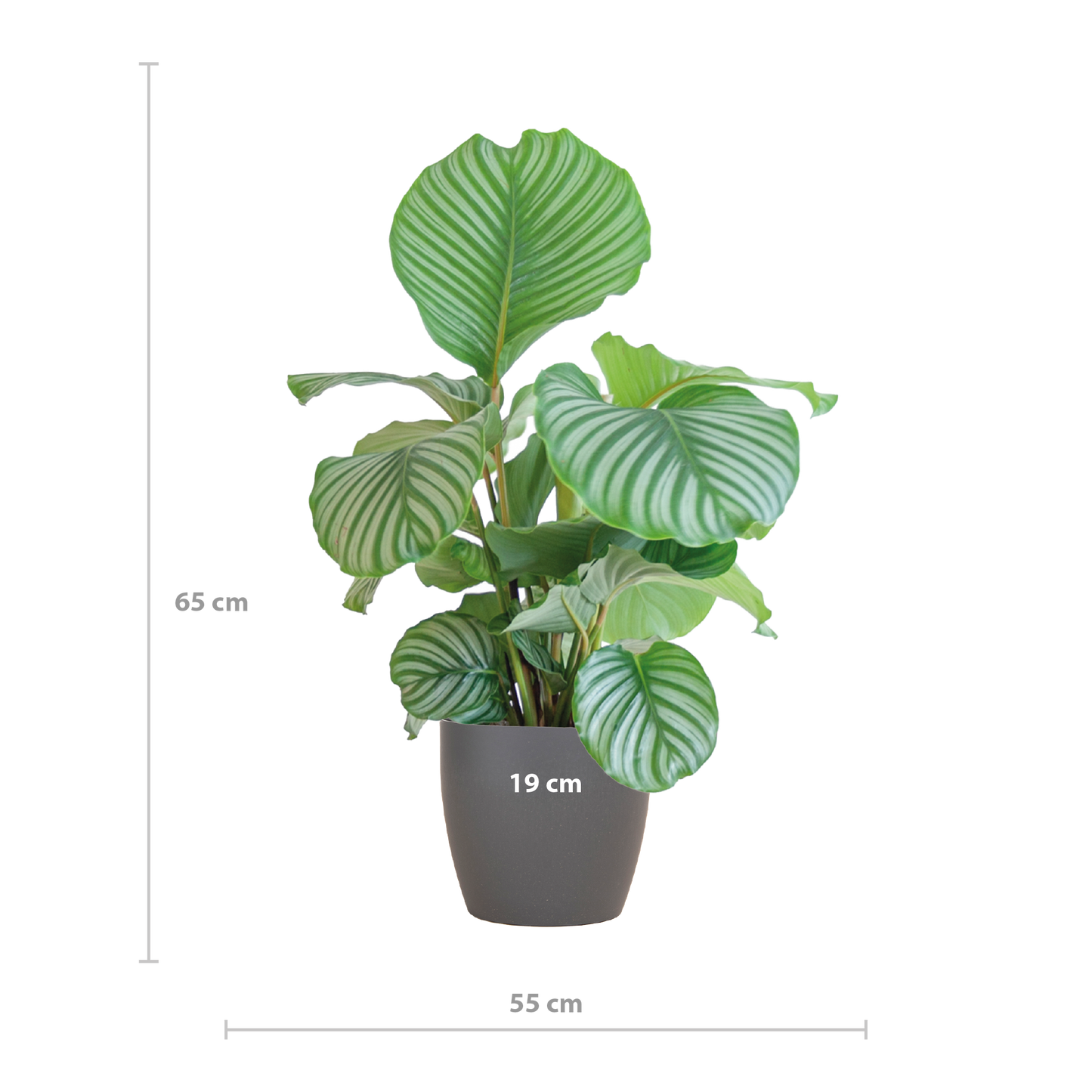 Calathea Orbifolia mit Viber grau - 65cm - Ø21