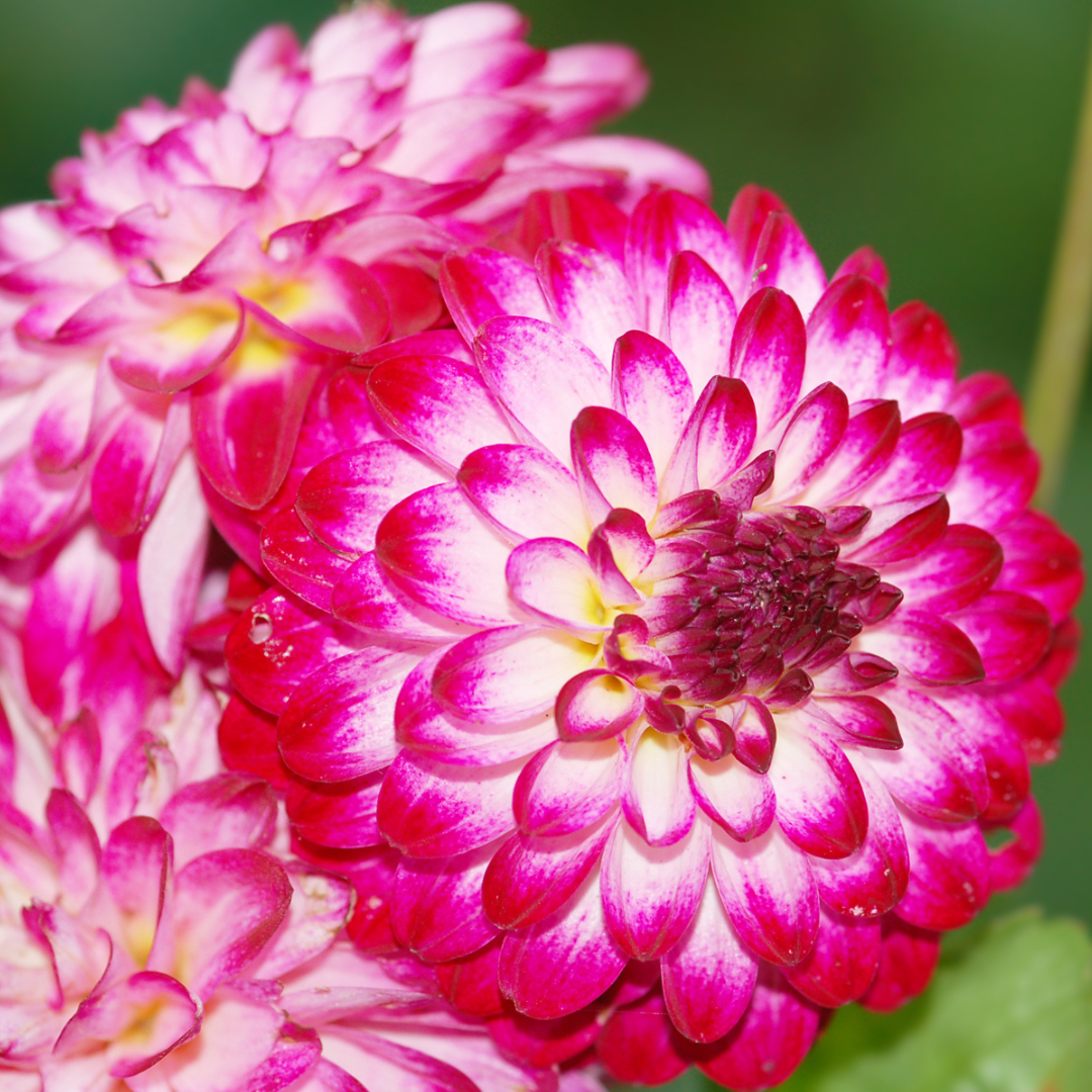 Flowerbulbs Amsterdam - Mix Pompon Splash, Dahlia Little Robert & Dahlia Ralphie, 2 stuks
