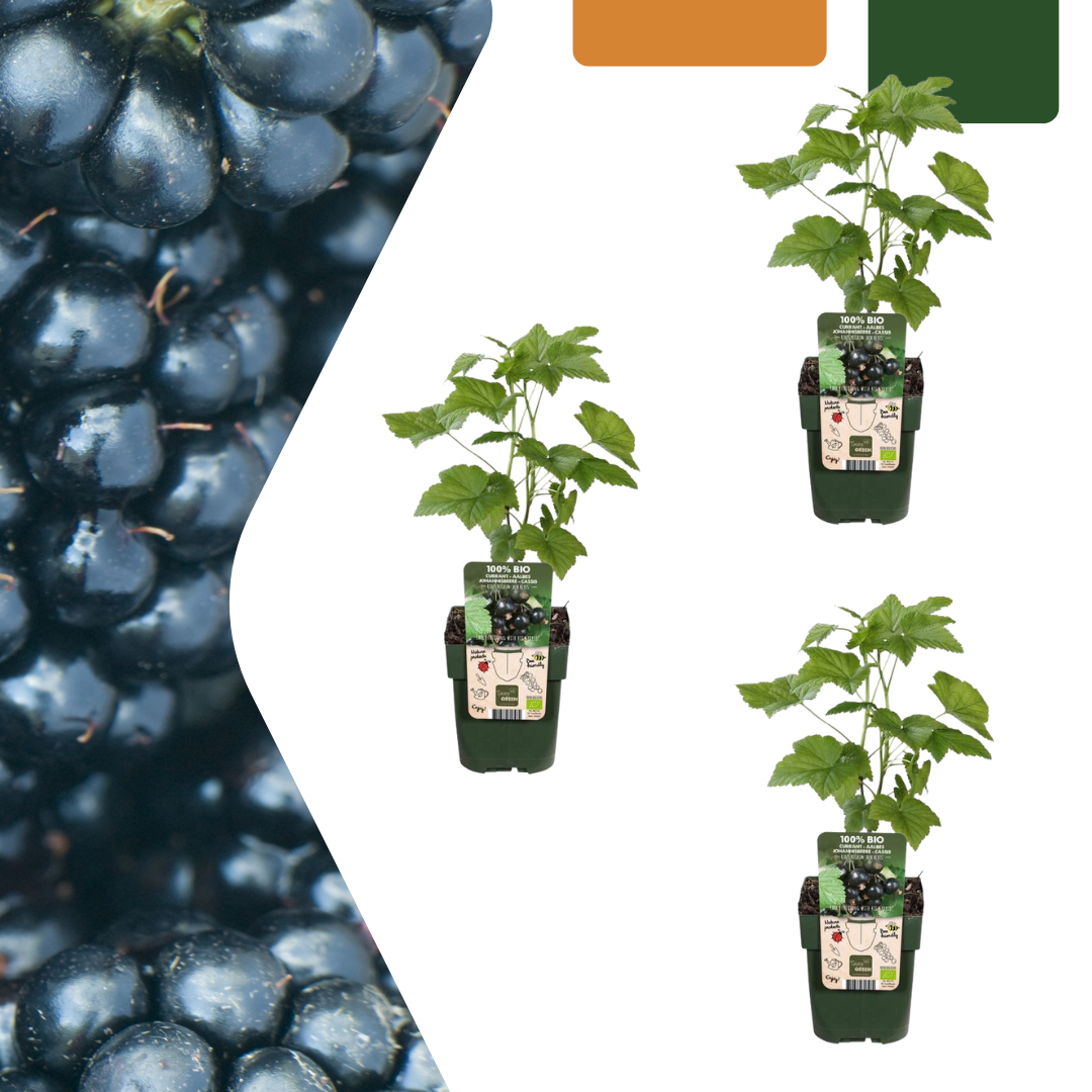 3 x Bio Brombeerpflanzen - Ø 13 cm - ↨ 20 cm