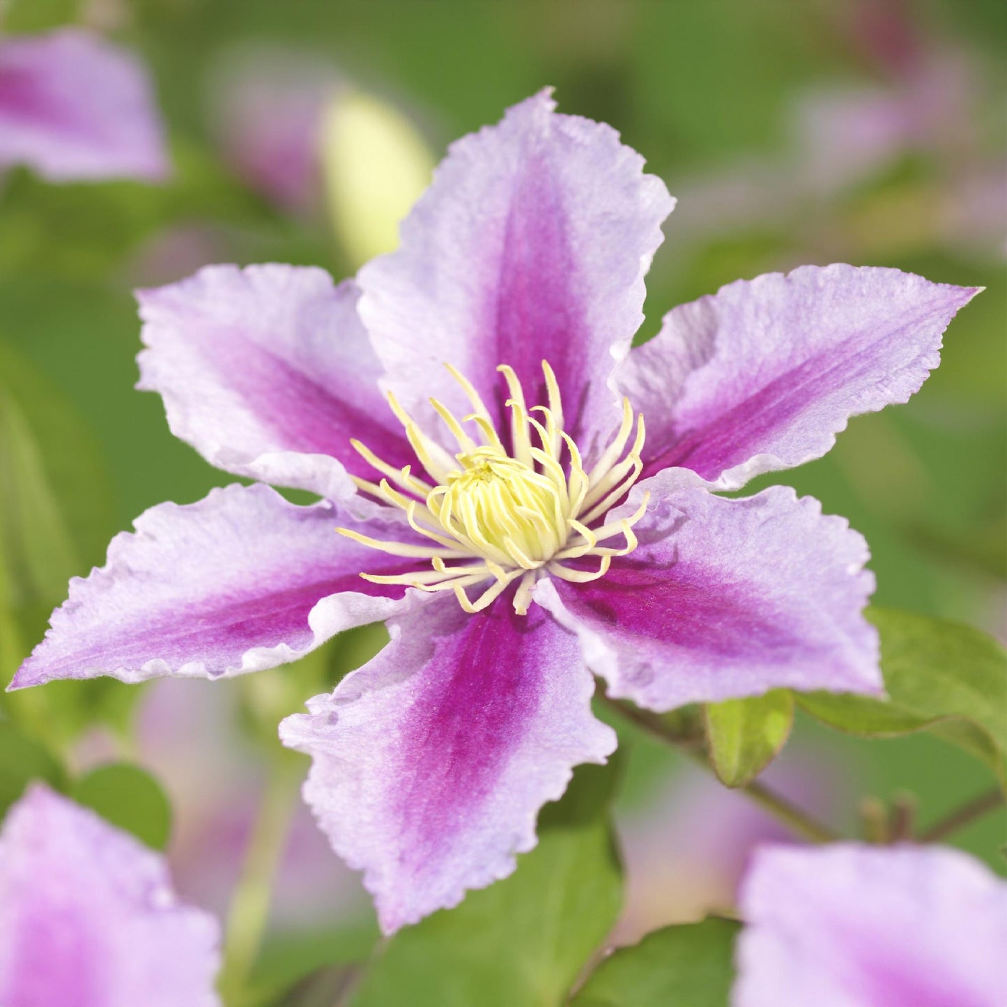 Green boutiQ – Kletterpflanze – Clematis Piilu – Rosa Blüte – Pflegeleicht – 2 Pflanzen – Topf 11 cm, Höhe 40 cm