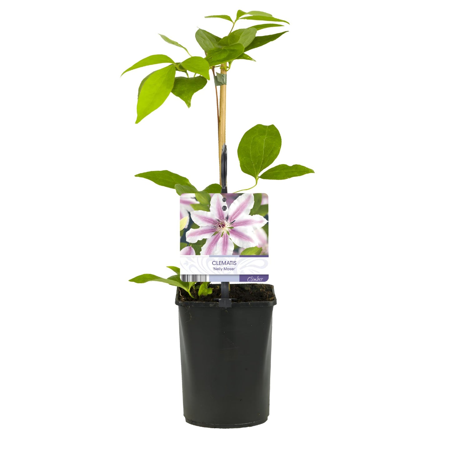 Green boutiQ – Kletterpflanze – Clematis Nelly Moser – Blüte rosa – pflegeleicht – 2 Pflanzen – Topf 11 cm, Höhe 40 cm