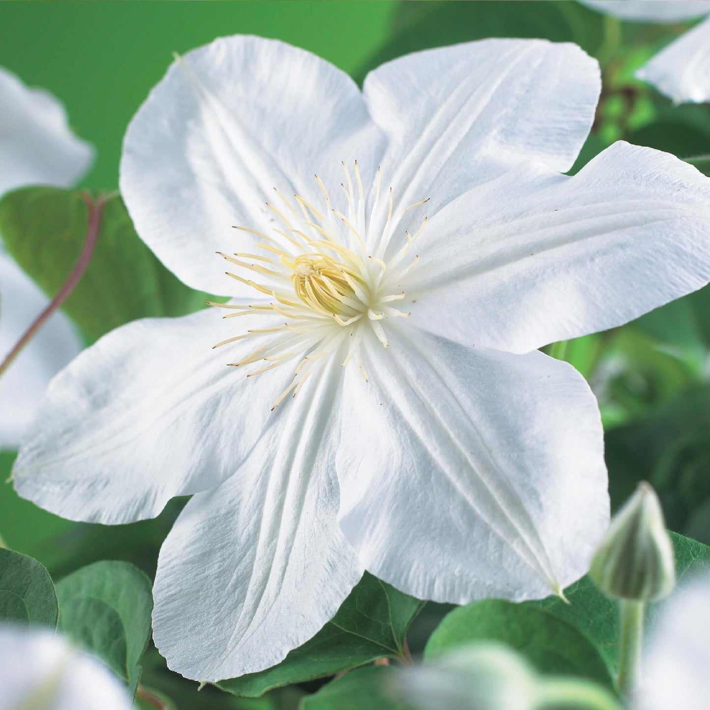 Green boutiQ – Kletterpflanze – Clematis Madame Le Coultre – weiße Blüte – pflegeleicht – 2 Pflanzen – Topf 11 cm, Höhe 40 cm
