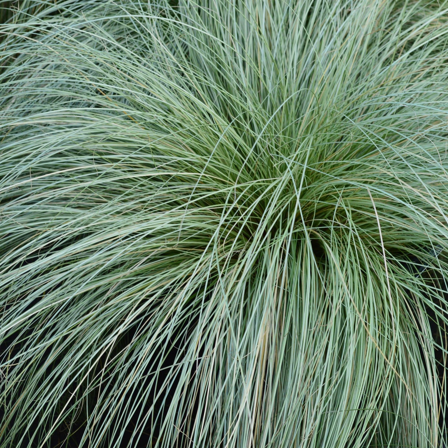 Green boutiQ – Ziergräser – Carex comans Frosted Curls – Grün – 4 Pflanzen – Immergrün – Pflegeleicht – Topf 17 cm, Höhe 50 cm